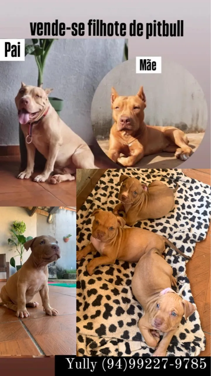 Filhotes de Pitbull