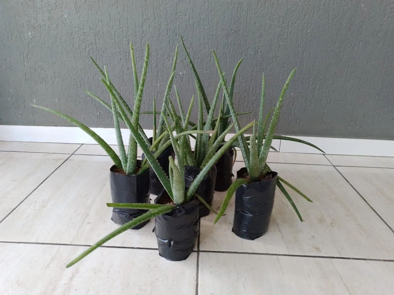 Mudas de Aloe Vera - Plantas Medicinais - Foto 2