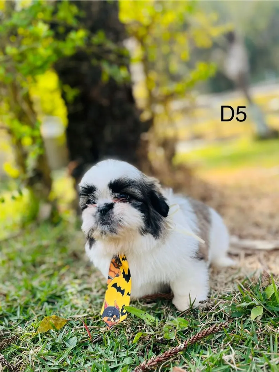 Filhote Shih Tzu