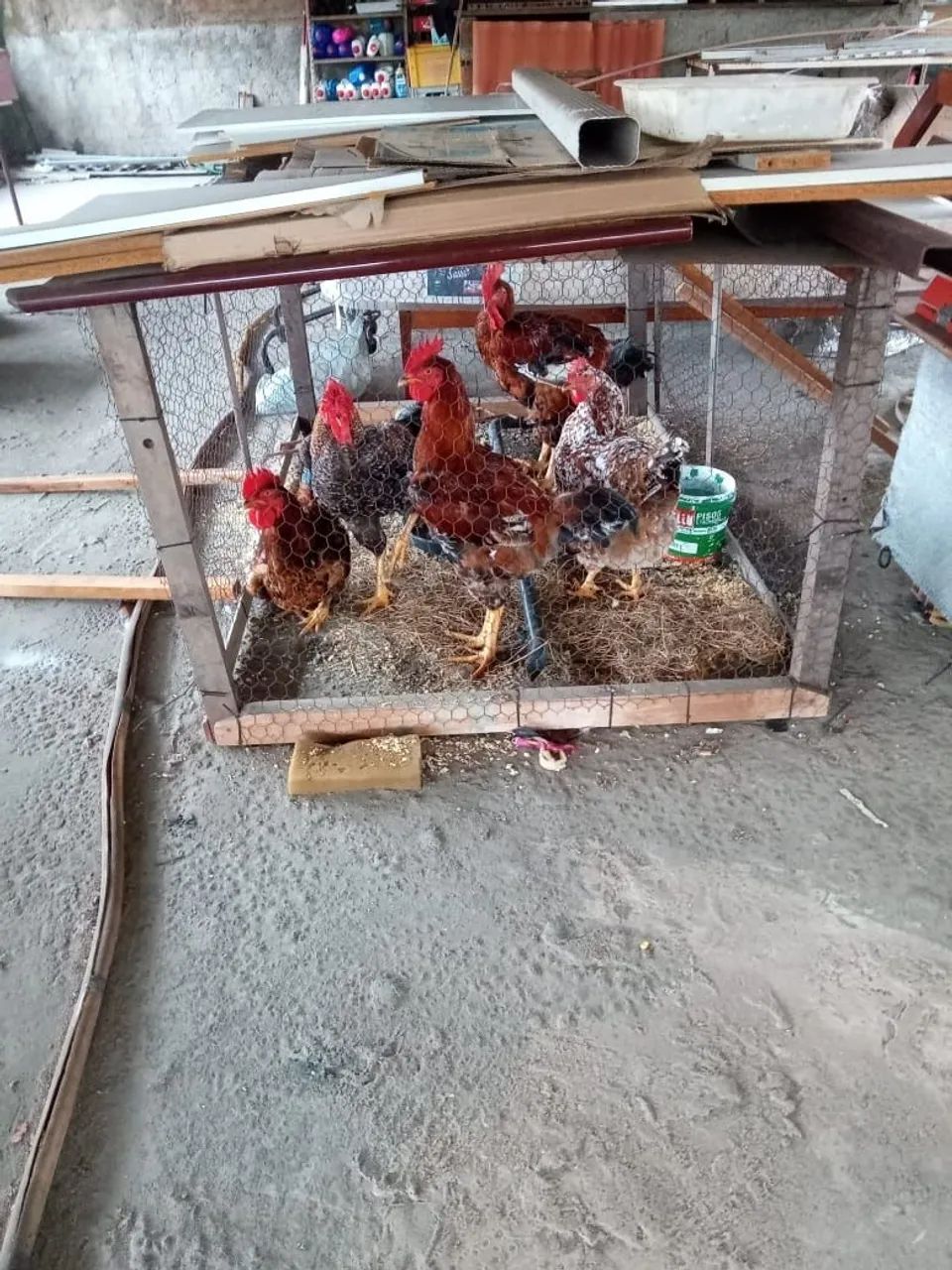 Vendo Galinhas Sertanejas Balão  - Foto 4