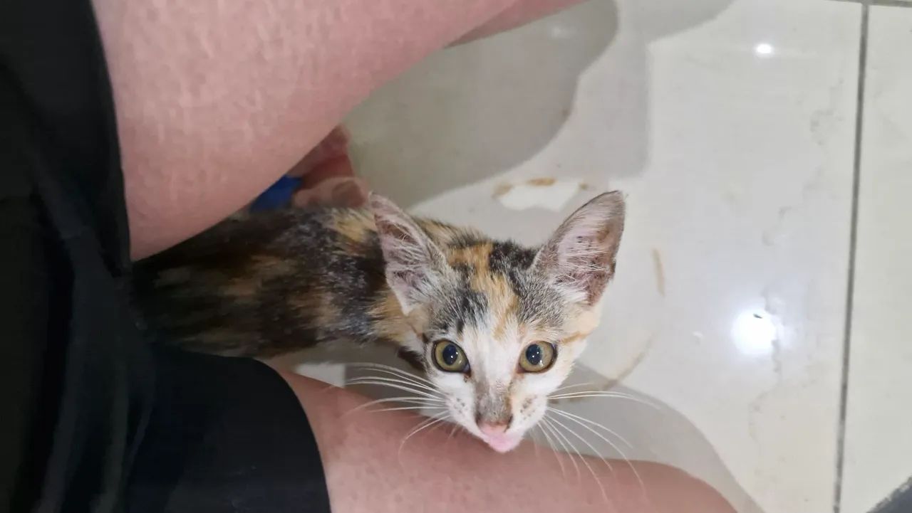 Gatinha para adoção  - Foto 4