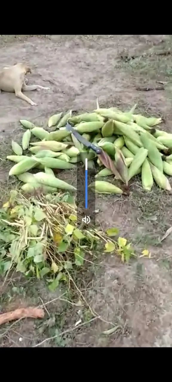 12 tarefas+ casa avenda  - Foto 9