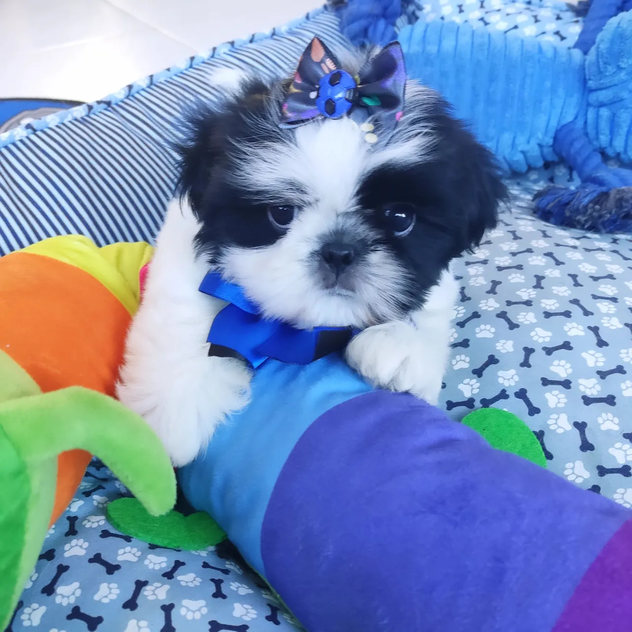 Bebes de shihtzu pequenininhos miniatura já vacinados pais de pedigree