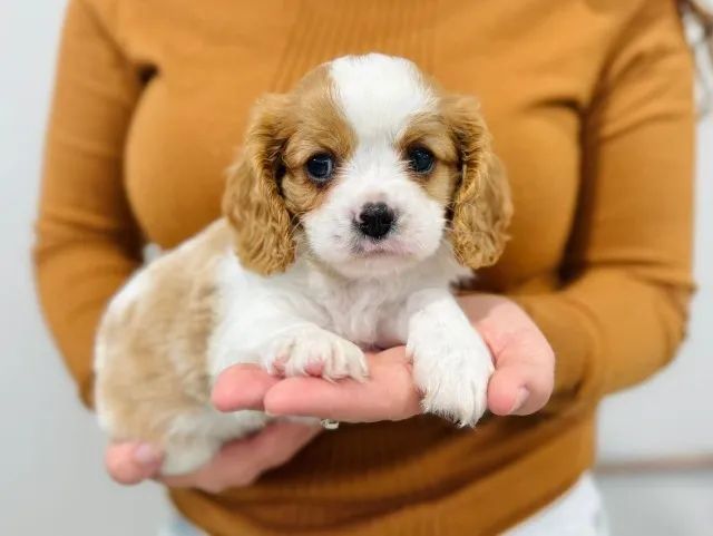Cavalier King Charles macho com pedigree e consulta grátis