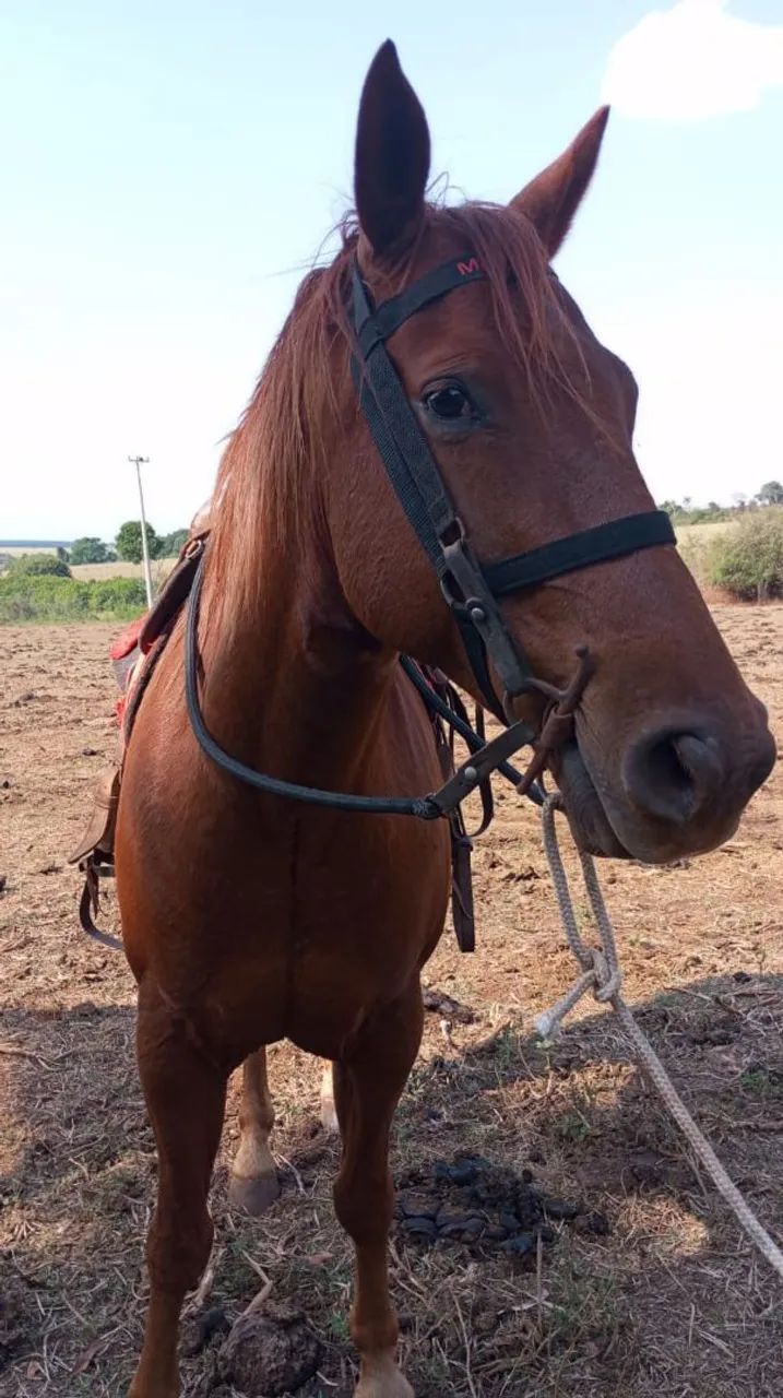 CAVALO MANGALARGA  - Foto 5