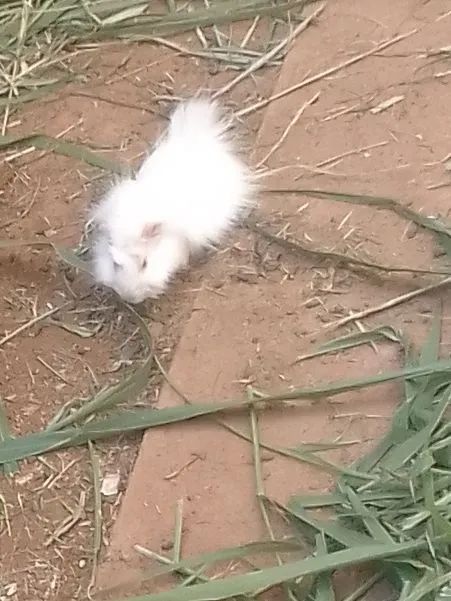 Porquinho da Índia  55