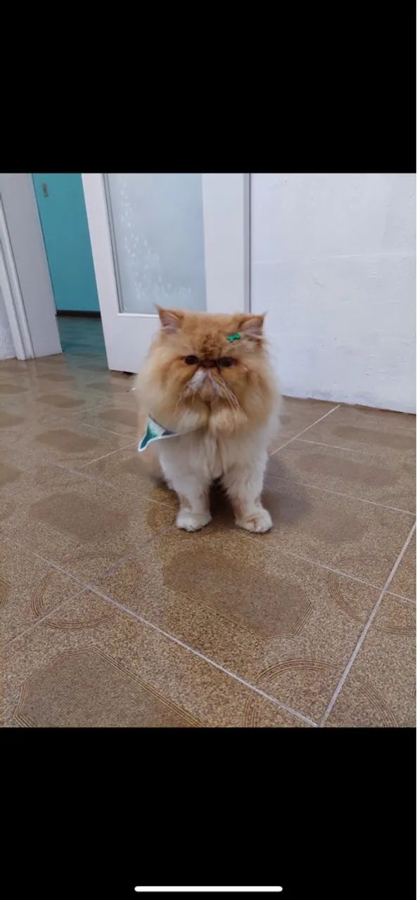 Gata persa fêmea filhote - Foto 2