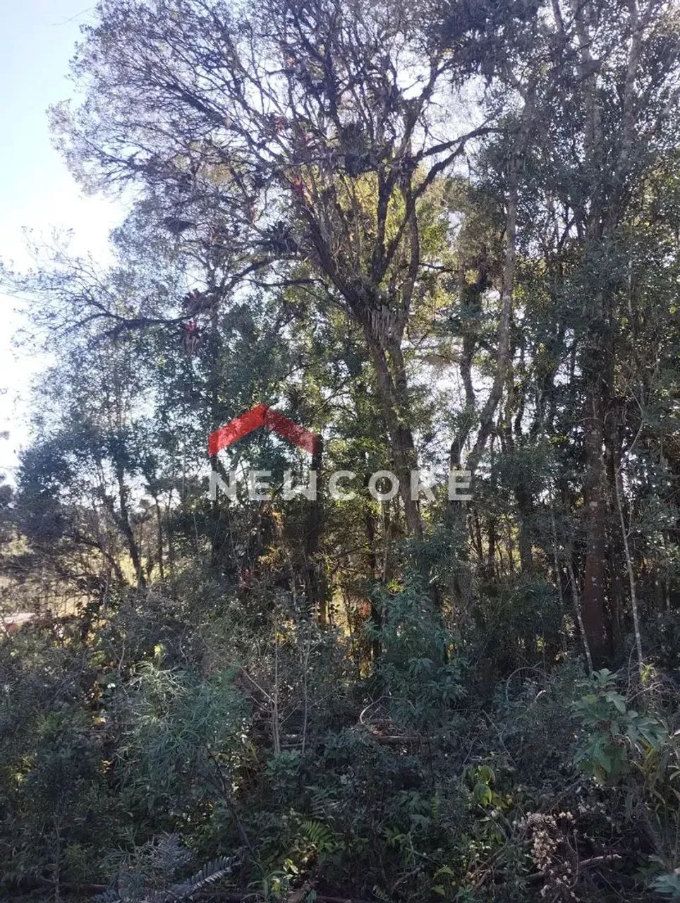 Chácara em Rua João Bortolan - Colônia Murici - São José dos Pinhais/PR - Foto 4