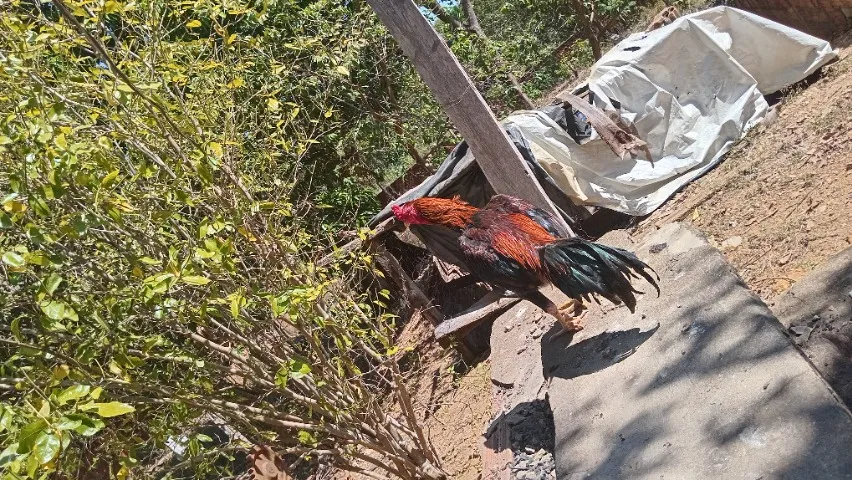 Galor índio crista de ferrão