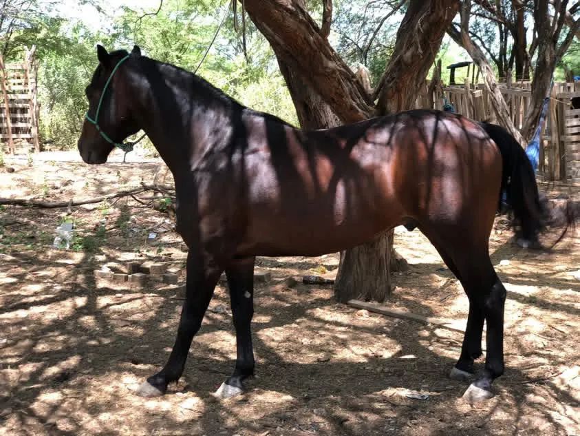 Vendo cavalo manso de sela - Foto 4