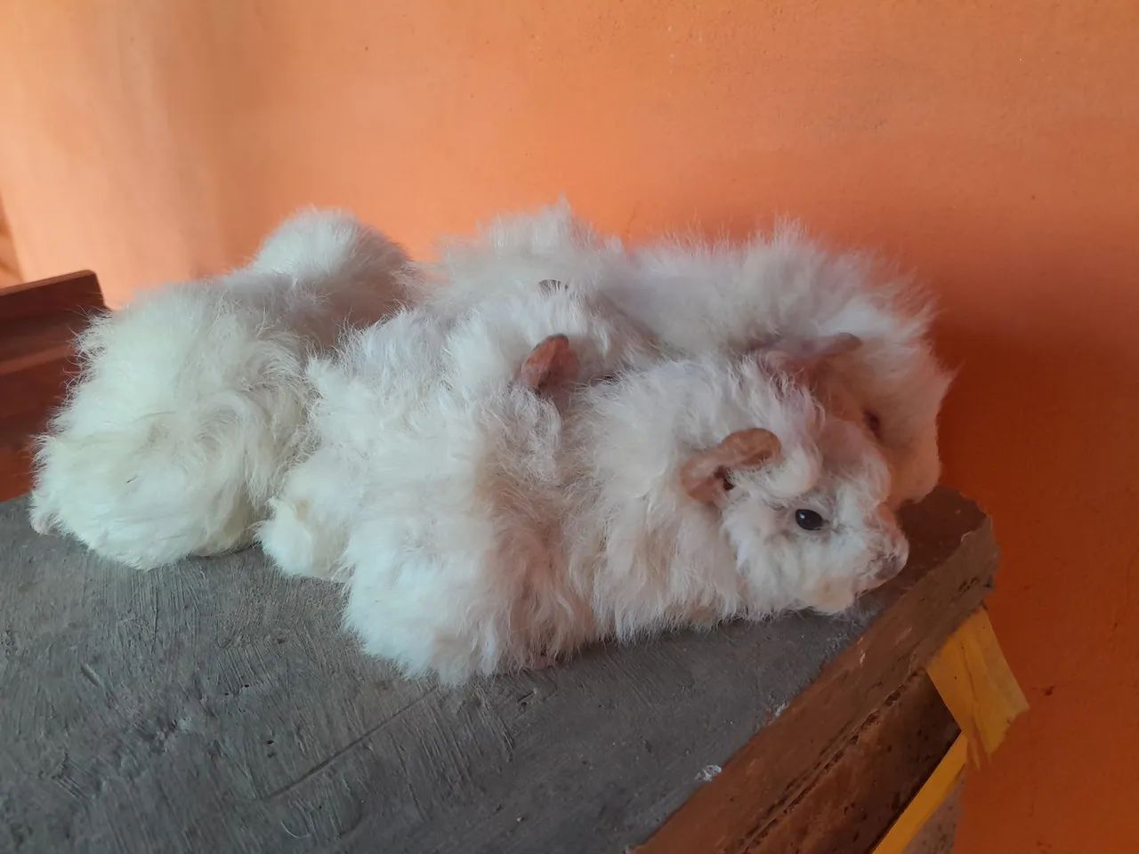 Lote Porquinhos Alpaca