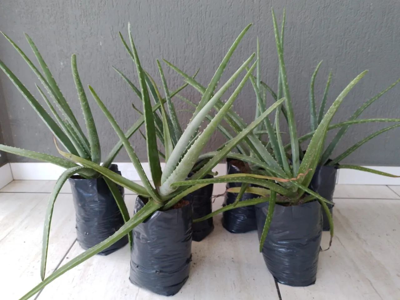 Mudas de Aloe Vera - Plantas Medicinais