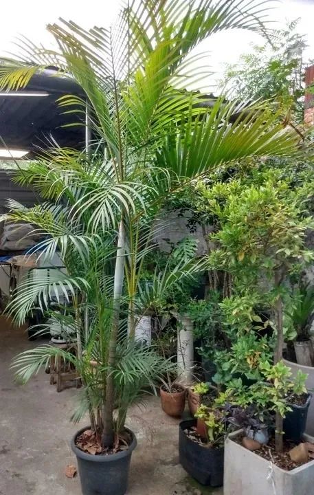 palmeira areca adulta 2,50 altura / retirar vila formosa - Foto 2
