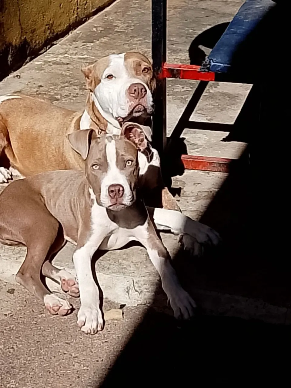 Filhote Pitbulls para adoção
