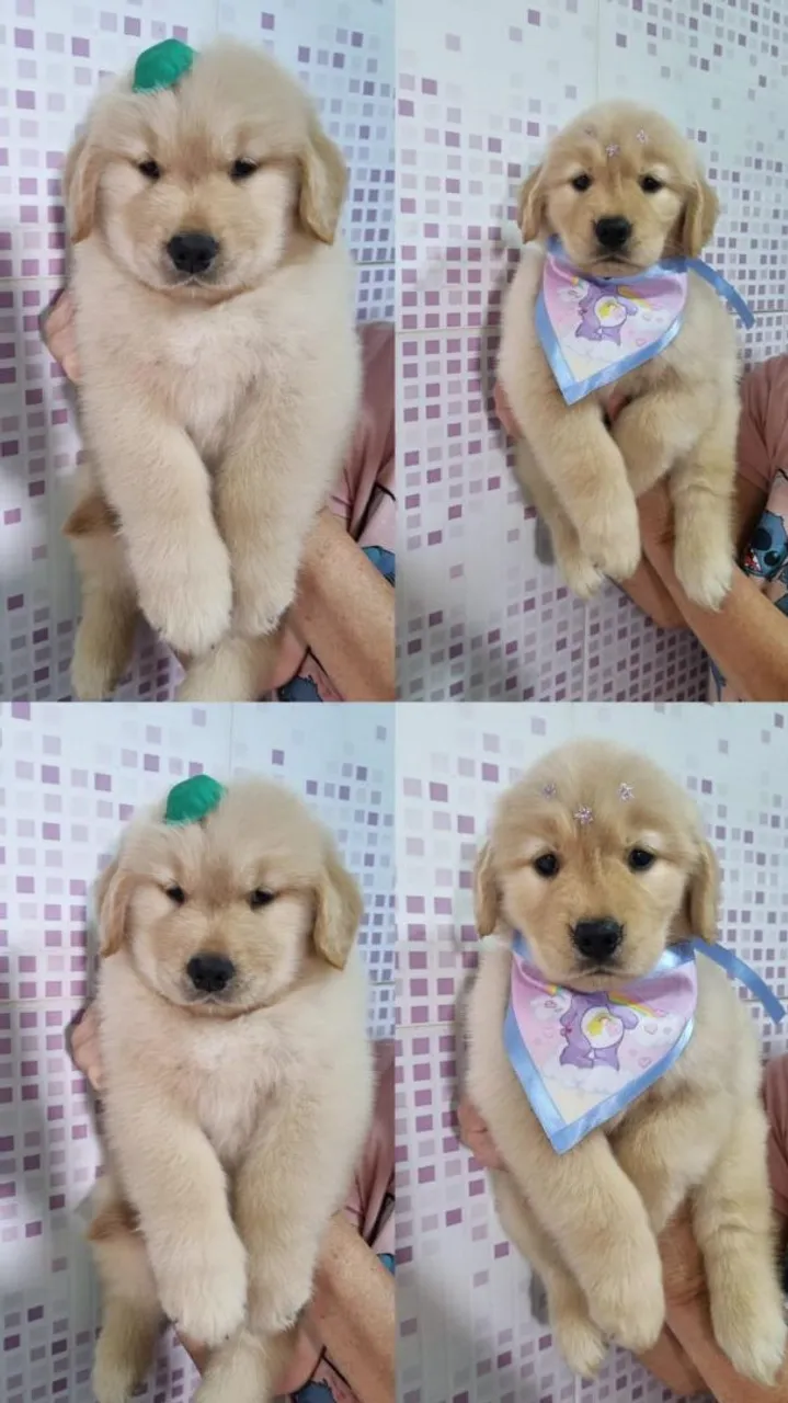 Filhotes de Golden Retriever fofo e brincalhão!