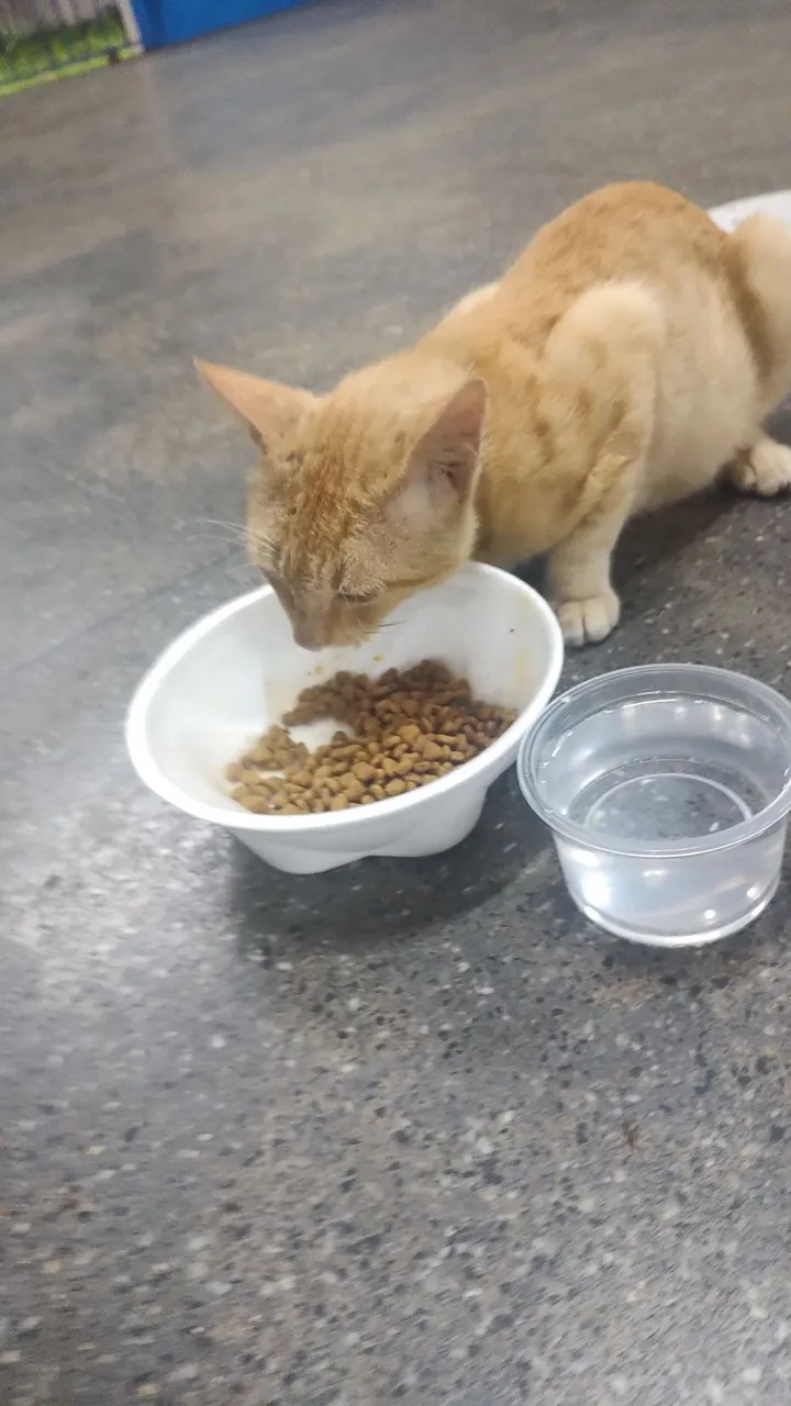 Gatinho Lindo para Adoção