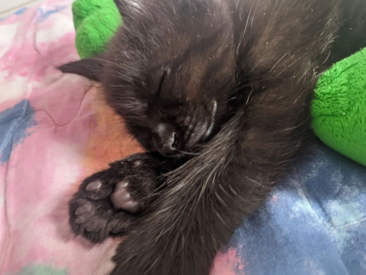 Gata para doação  - Foto 3