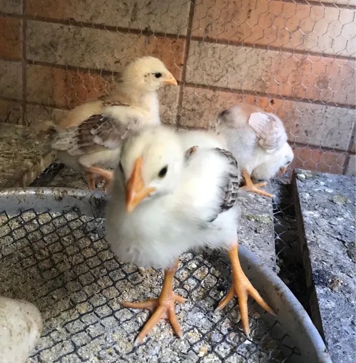 Pintinhos índio mestiço com caioira - Foto 2