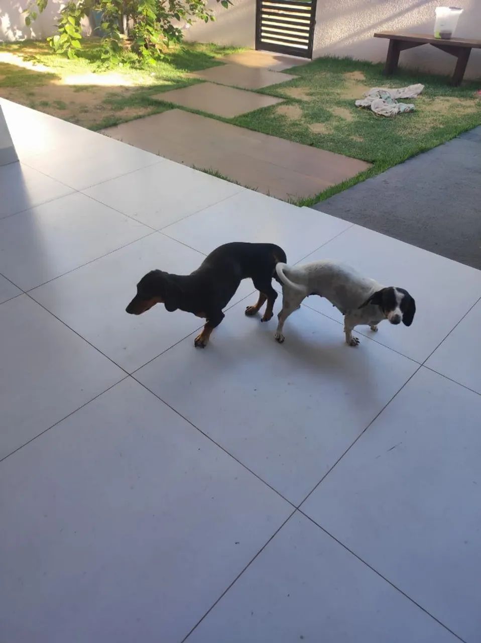 FILHOTES PURO Dachshund (COFAP LINGUICINHA) - Foto 2