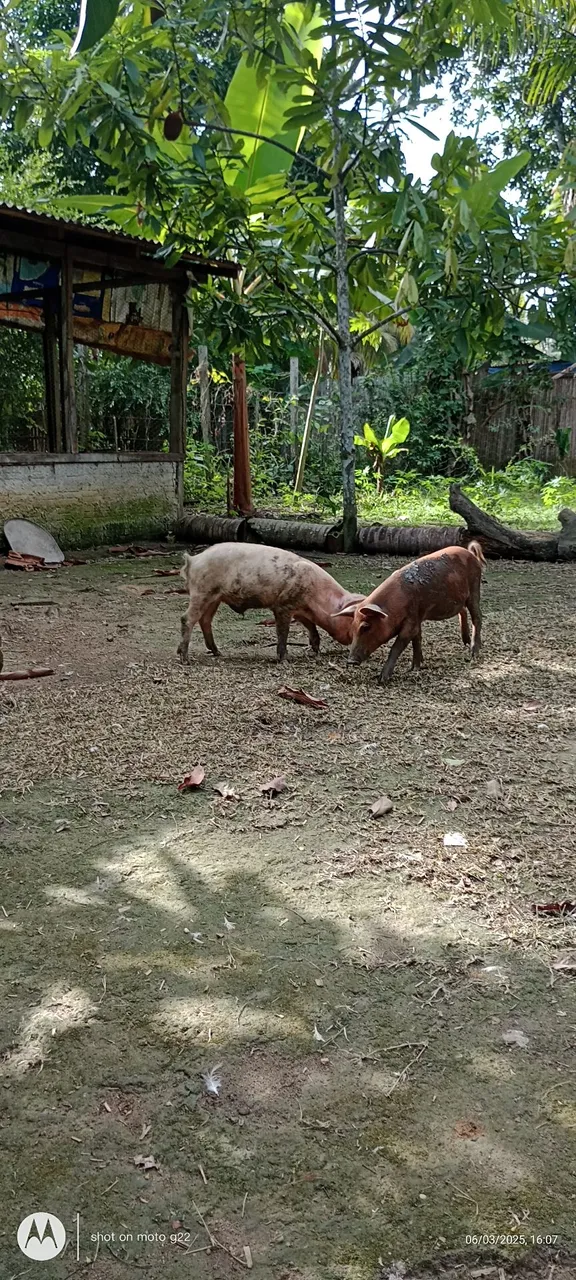 Casal de porco caipira