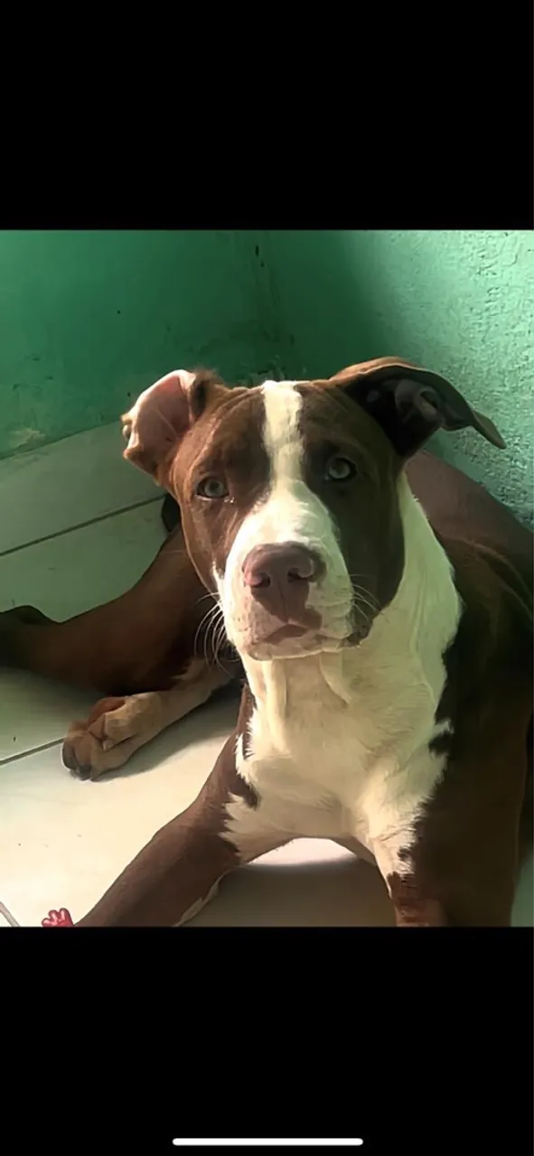 Pitbull lindo para venda
