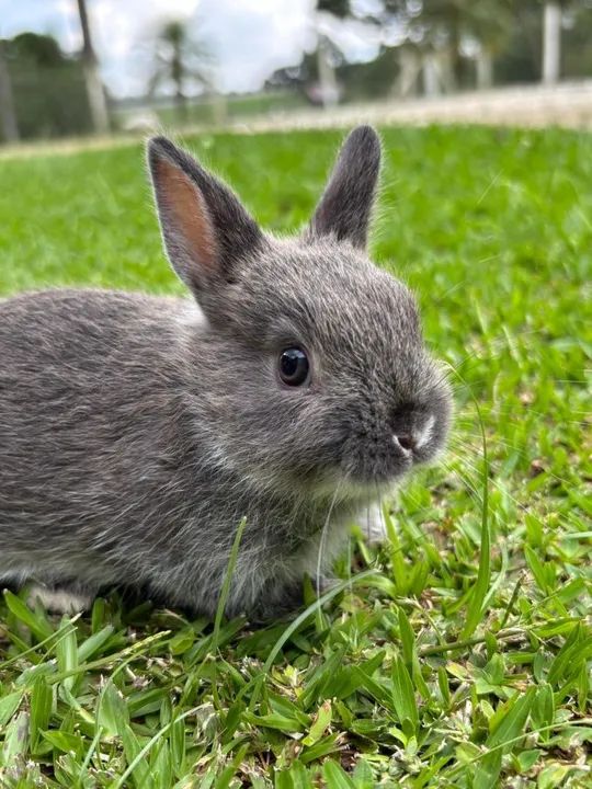 Filhote de mini coelho Netherland - Foto 2