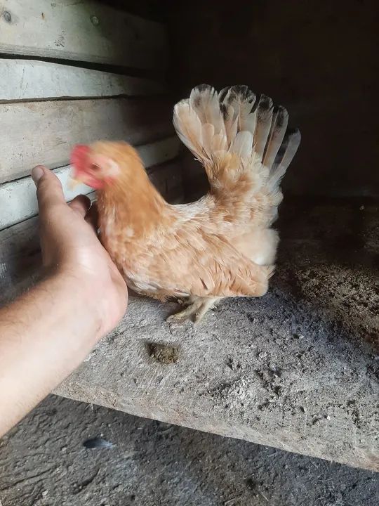 Galinhas Garnize mini. - Foto 3