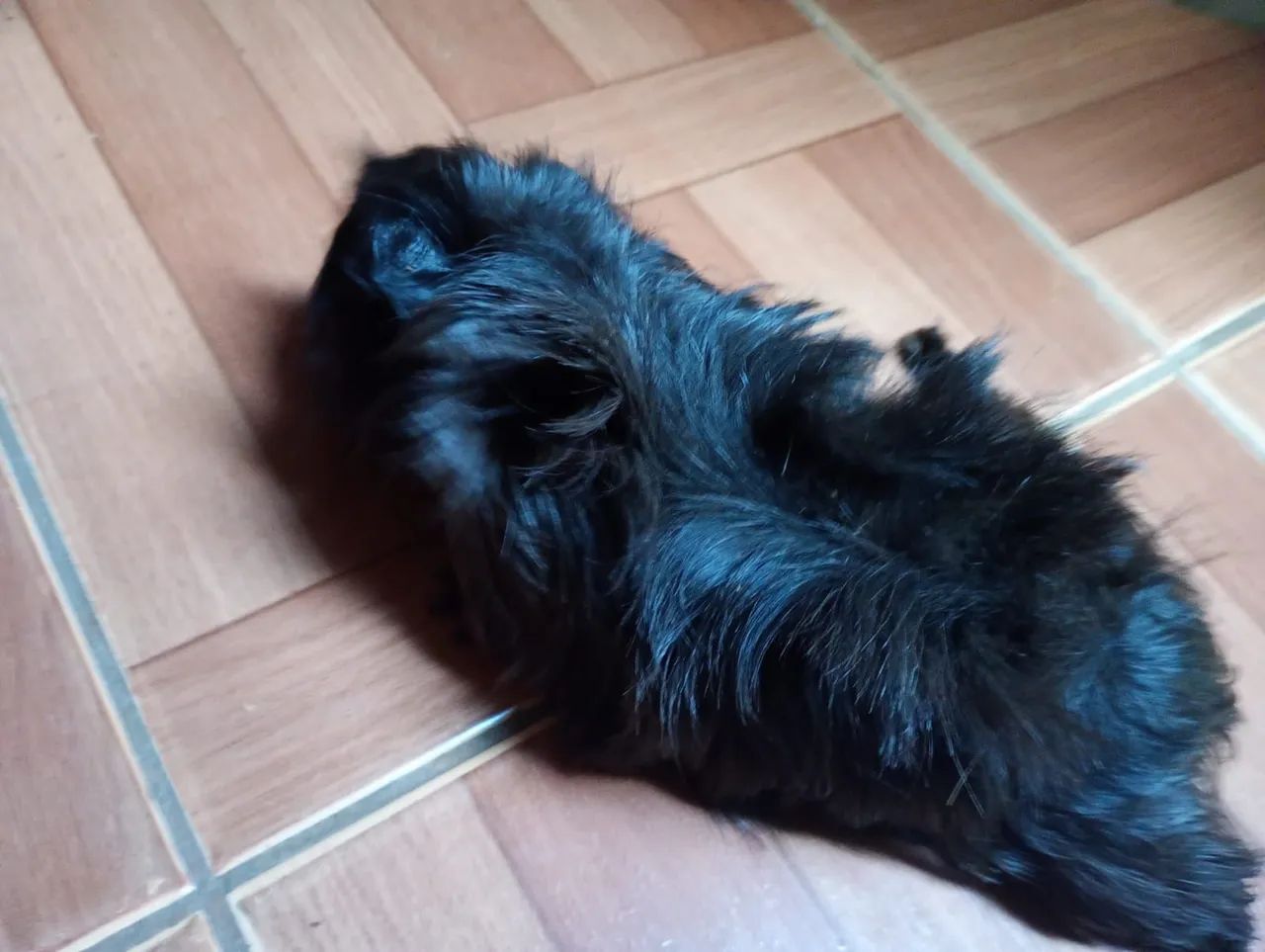 Casal porquinhos da índia peruanos por 80 reais - Foto 3