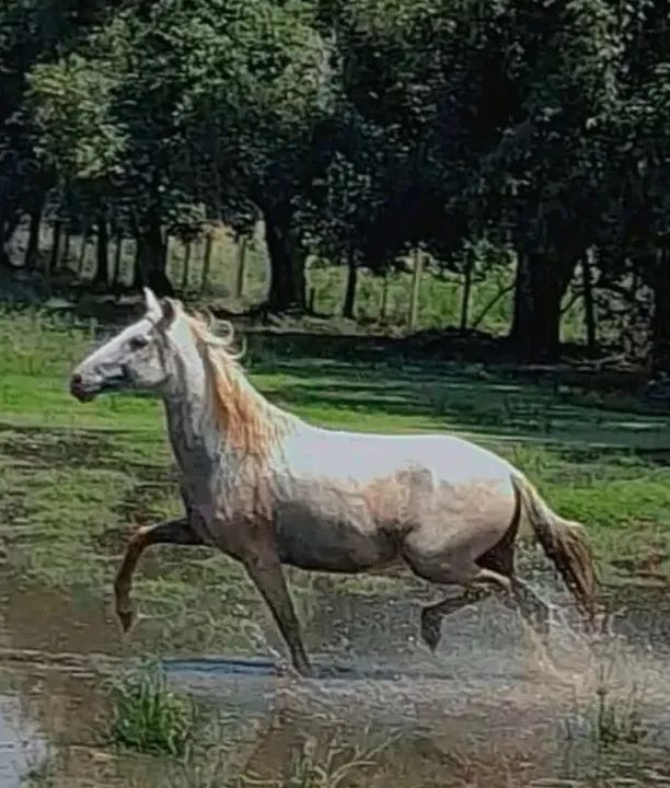 Cavalo 
