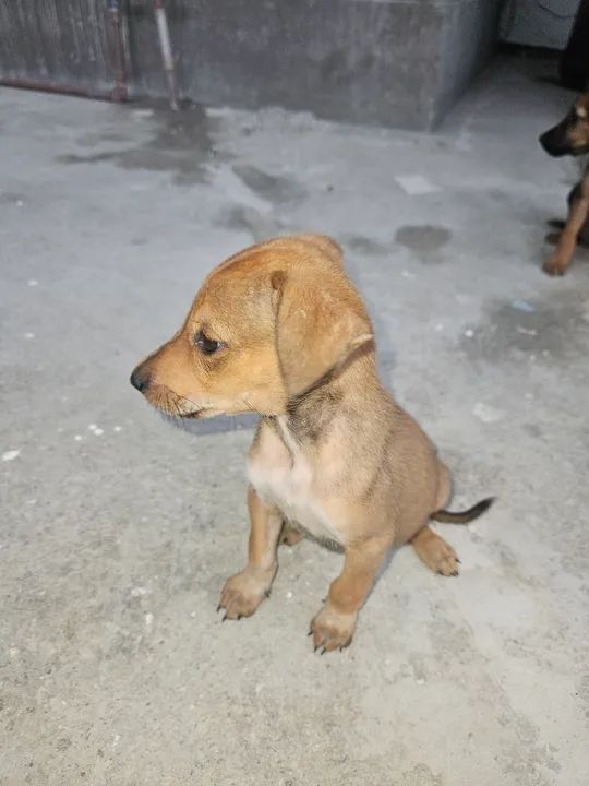 Filhote de cachorro - Foto 2