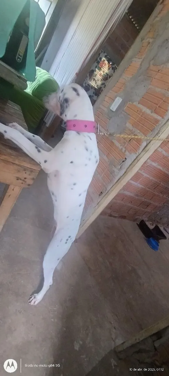 Dálmata para vender