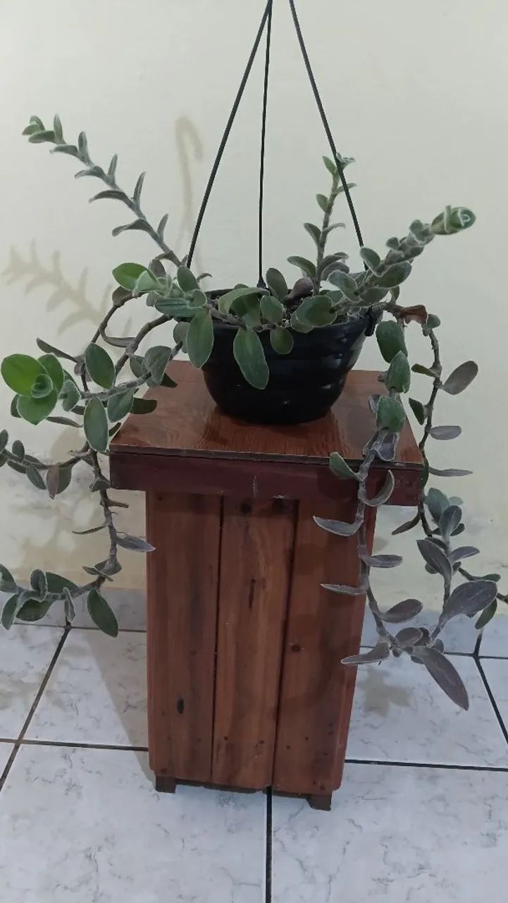 Peperomias