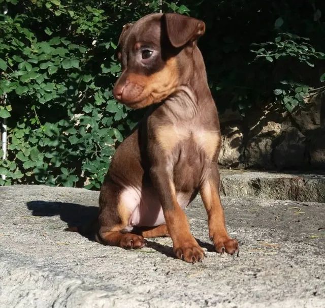 Pinscher Miniatura de Origem Comprovada