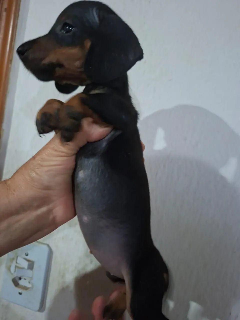 Salsicha com 50 dias vacinado 