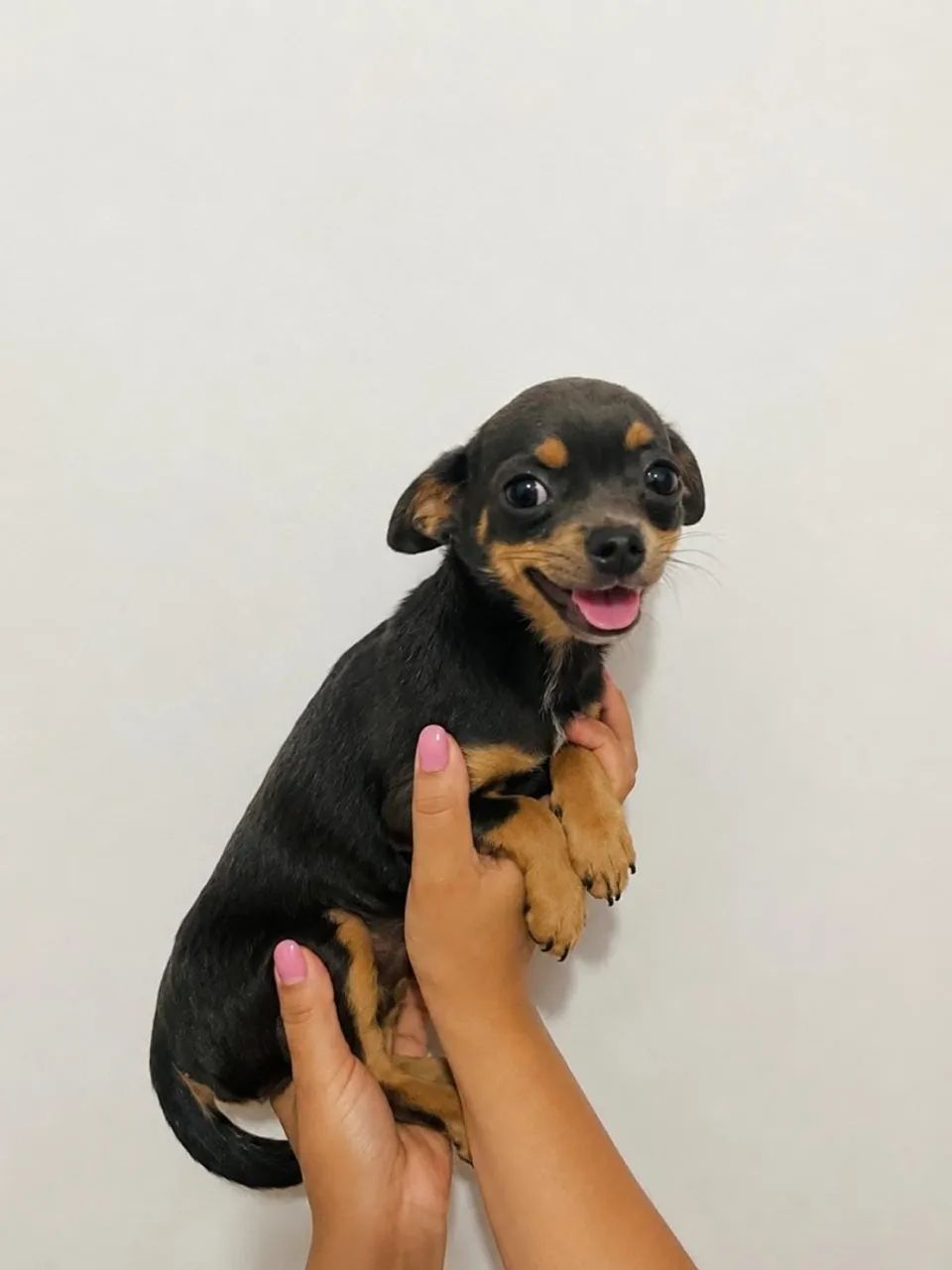 Chihuahua 