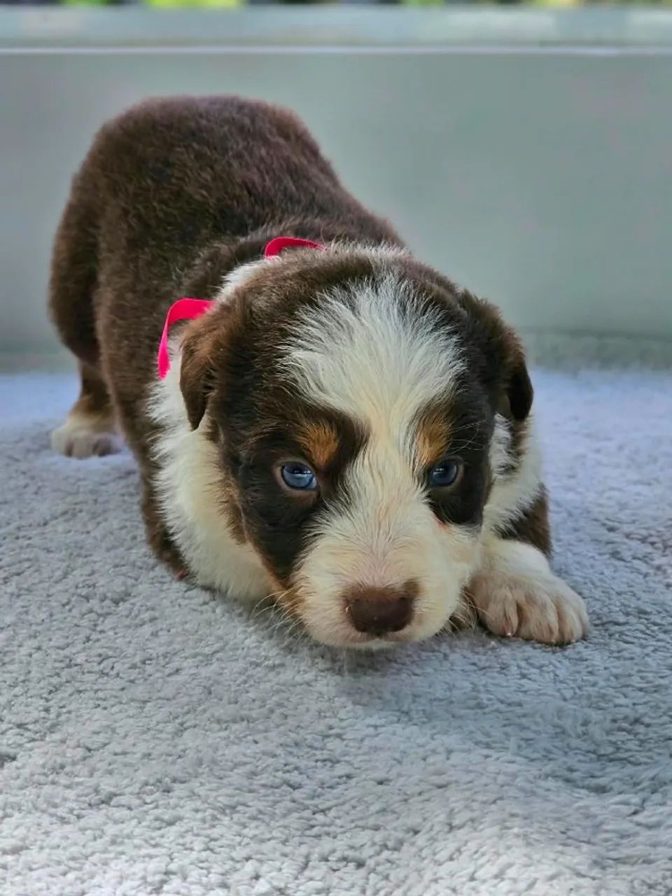 Border Collie | Canil Regularizado 
