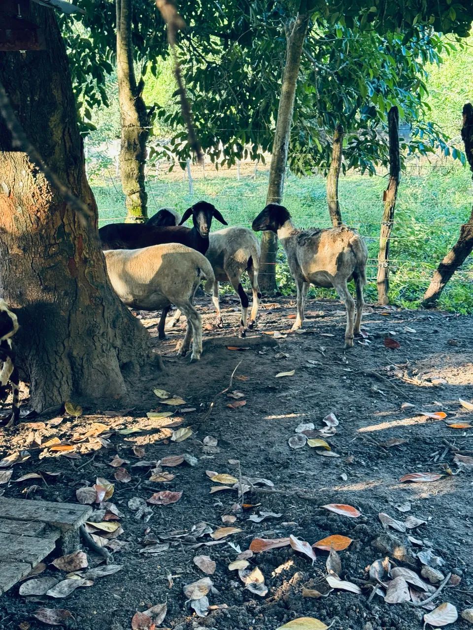 Ovelhas e carneiro  - Foto 4