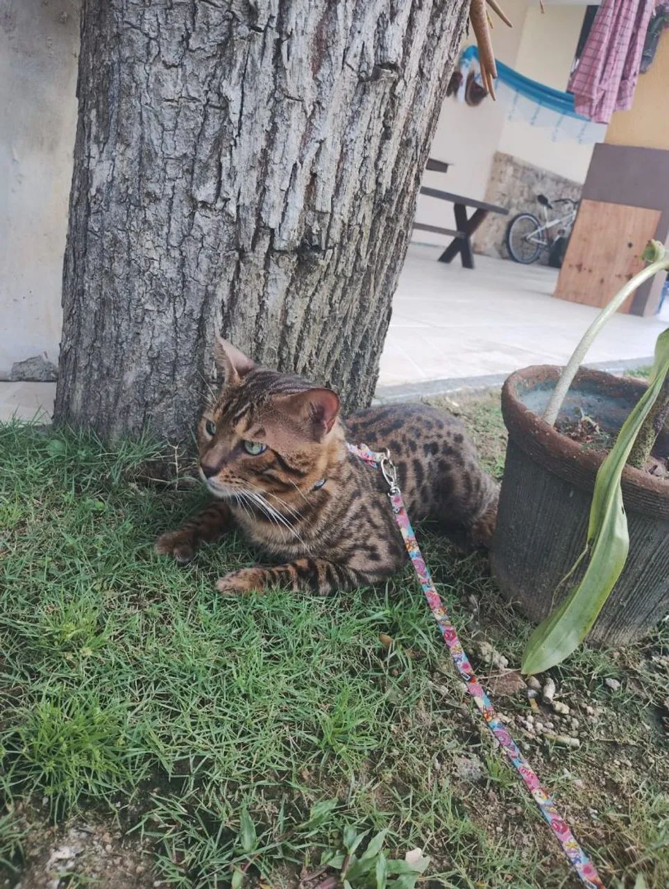 Bengal com pedigree  - Foto 4