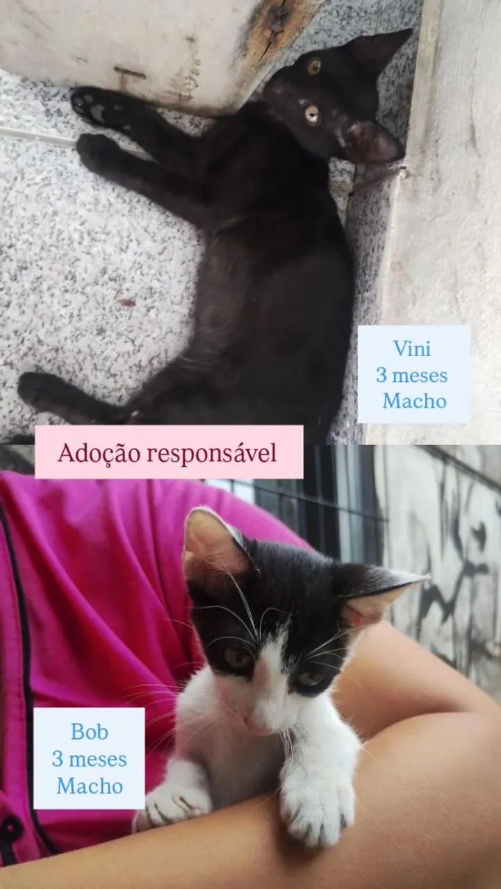 Adoção responsável 