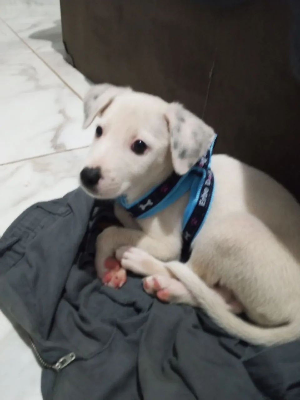 DOA-SE CACHORRO MACHO