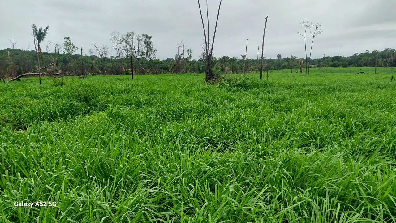 Vendo fazenda  - Foto 4