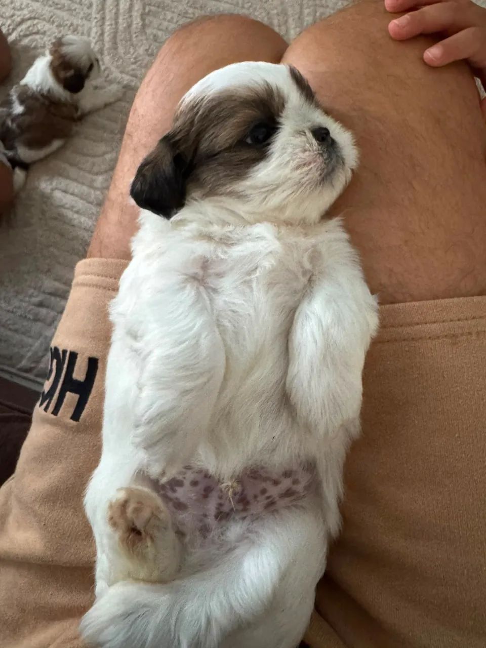 Shi tzu macho  - Foto 2