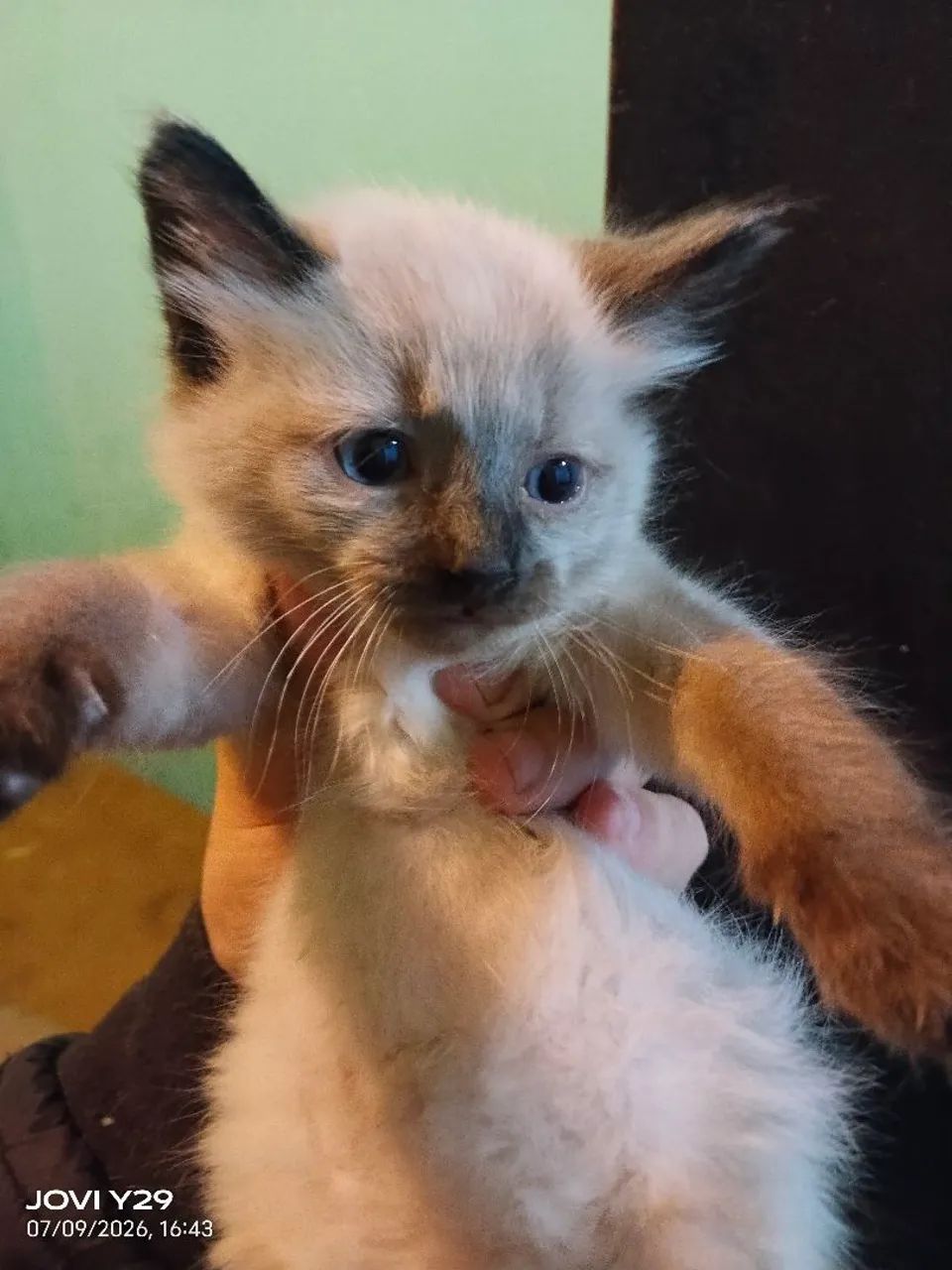 Gato doação  - Foto 2