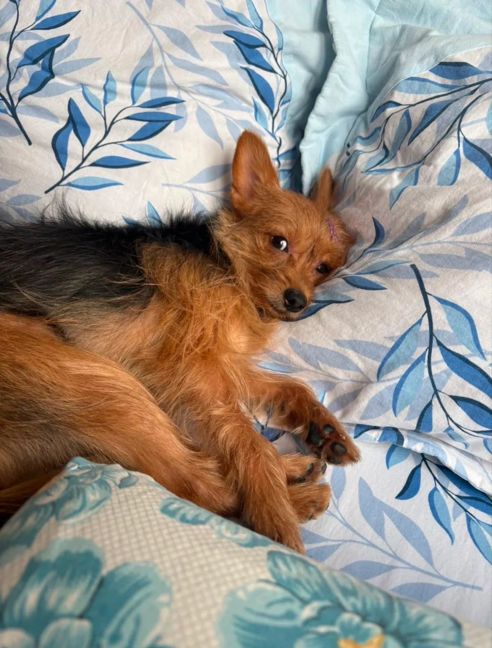 Doação responsável: 2 cães Yorkshire - Foto 2