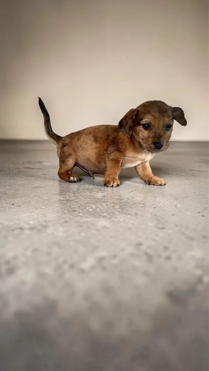 Promoção Daschund mini  - Foto 2