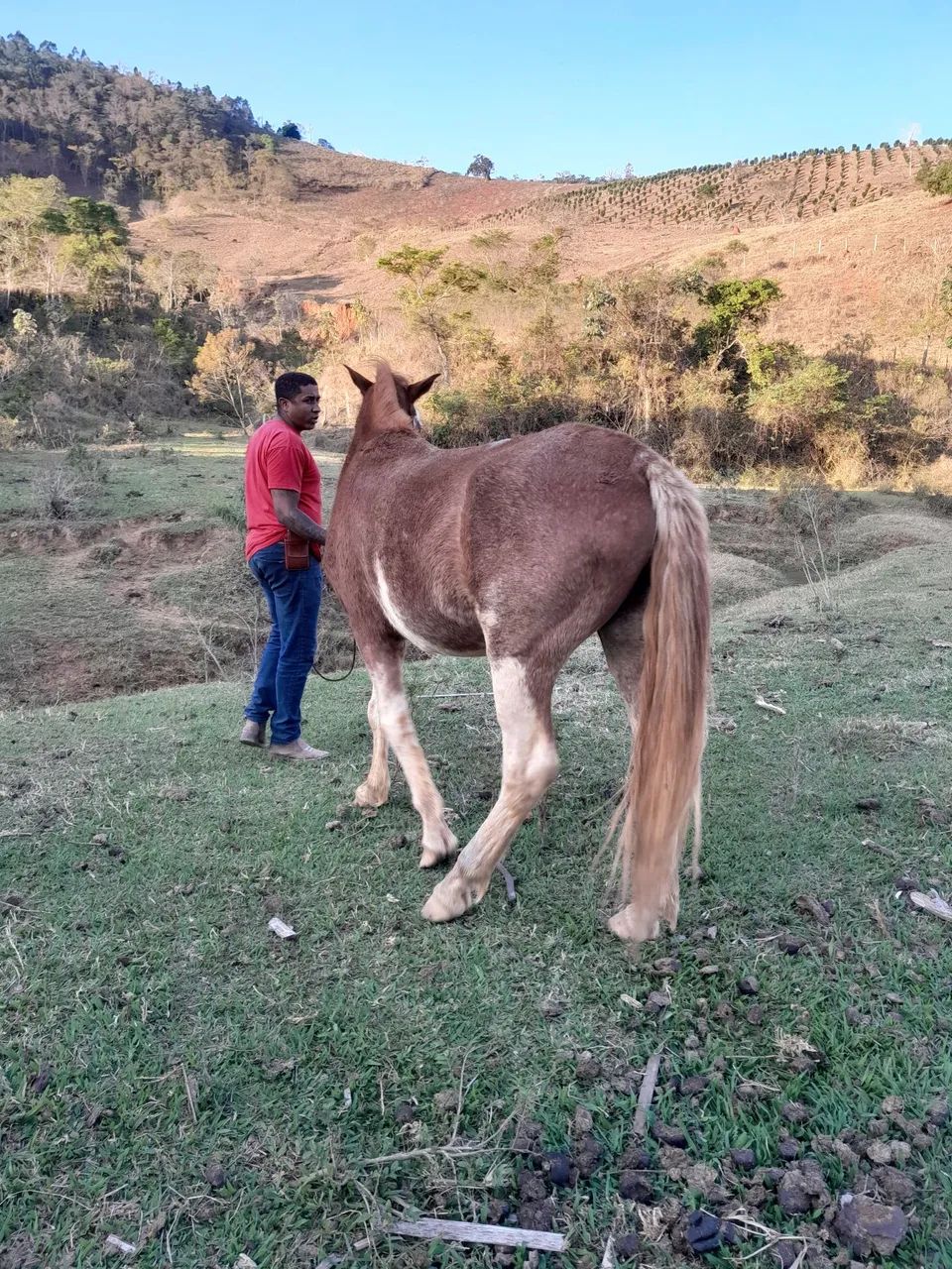 Troco cavalo por moto de TRILHA - Foto 3