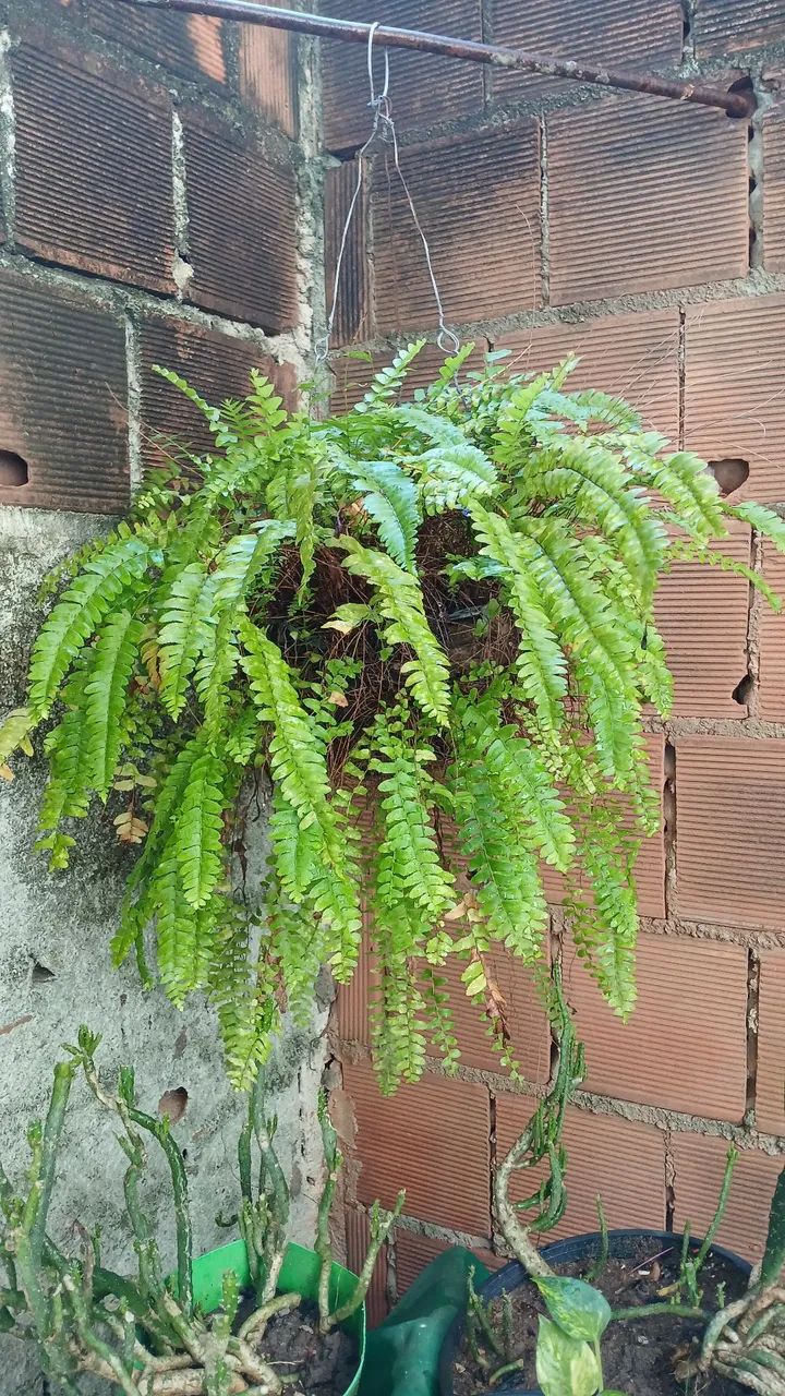 Vende se plantas - Foto 4