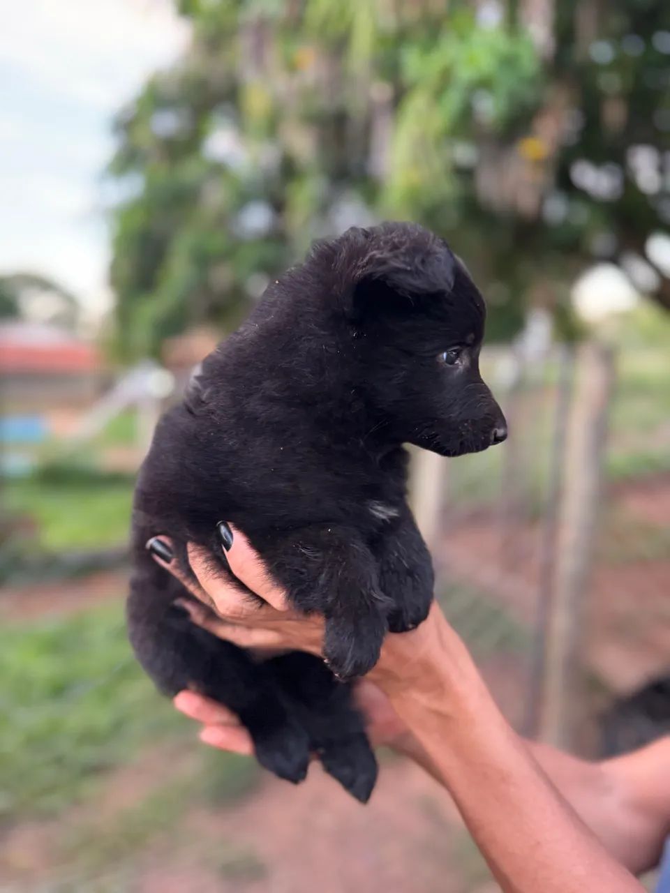 Filhotes de Pastor Belga Groenendael com Pedigree - Foto 3