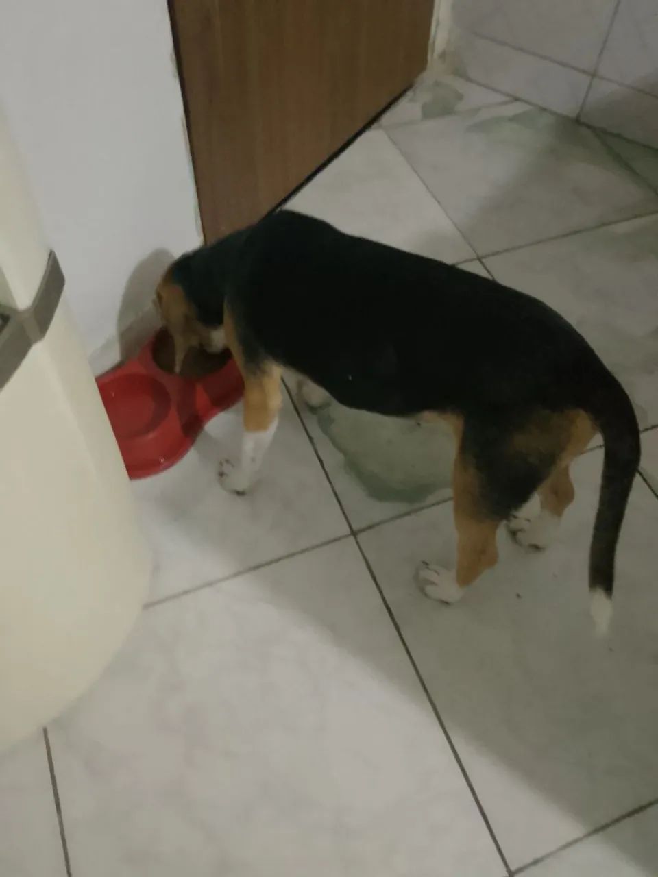 Beagle macho filhote  - Foto 3