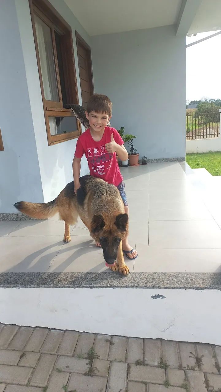 Pastor alemão  - Foto 5